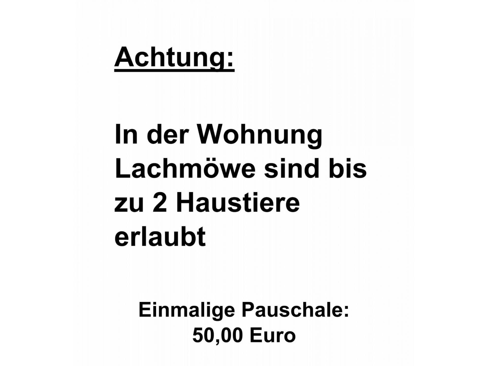 Apart Lachmöwe Foto 30